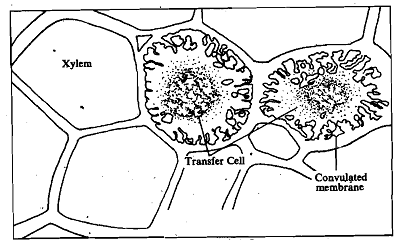 2192_Xylem transfer cells.png